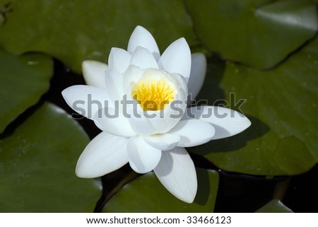 Very nice water lily, white flower rising to the sun