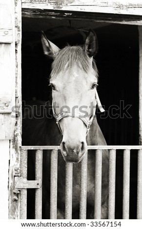 Black and white horse in box, with analog film grain