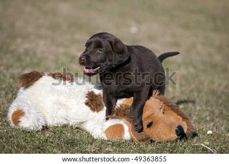 Chocolate Labrador Retriever puppy playing with toys