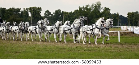 Horse drawn carriage, beautiful horses