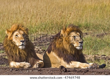 jonathan the lion and one of his five brothers in masai mara, kenya