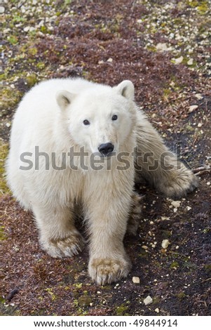 a yearling polar bear waits for the ice that every year comes later and later