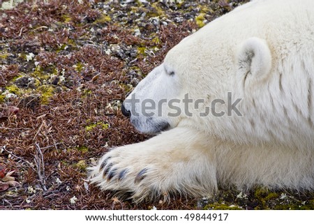 a polar bear lays on the ground of the arctic tundra waiting for the snow and ice to go hunting and stop starvation