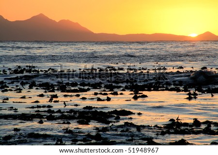 the sun sets over the sea, silhouettes of kelp out of the water, south africa