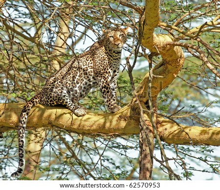 a leopard stands on acacia tree to rest after a kill
