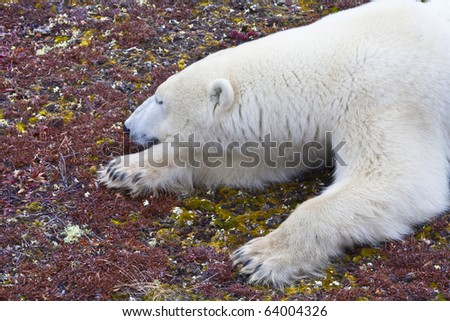 tundra soil