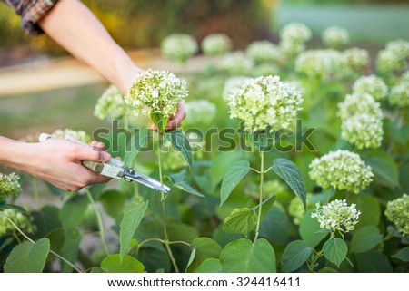 Bush (hydrangea) cutting or trimming  with secateur in the garden