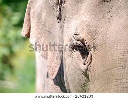 40 years old female elephant in a zoo.