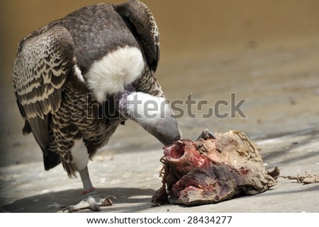 Full view of young vulture eating meat in a zoo.