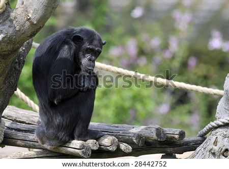 Chimpanzee in a zoo.