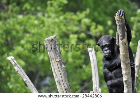Full view of chimpanzee climbing on a tree, in a zoo.
