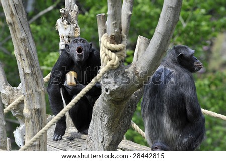 Chimpanzee in a zoo.
