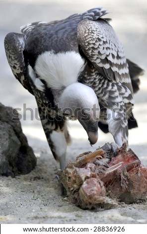 Full view of young vulture eating meat in a zoo. Picture taken in Rome\'s Bioparco.