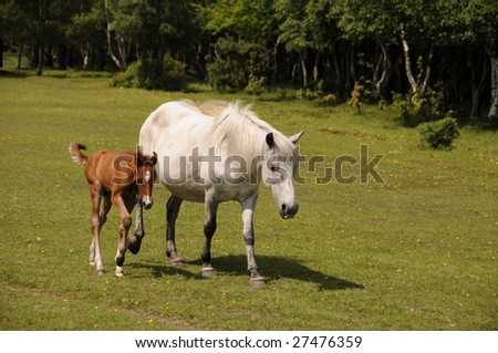 Pony and foal walking in New Forest, Hampshire
