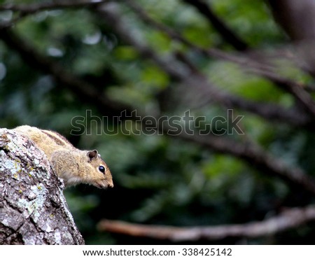 Squirrel on tree branch, trying to jump to the other branch