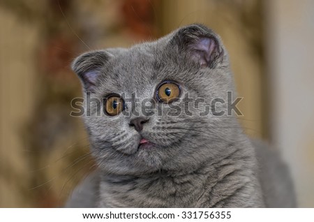 Curious kitten with pink tongue on the background