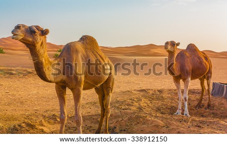 Two camels in the Sahara desert waiting for the next trip.