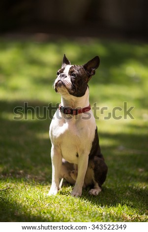 One and a half year old Boston Terrier boy  sitting with great posture