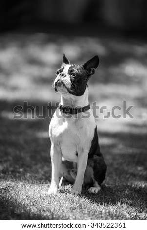 One and a half year old Boston Terrier boy sitting with great posture - black and white
