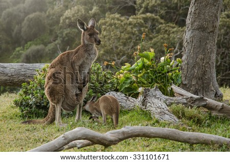 Two grey kangaroos in Australian wildlife bush