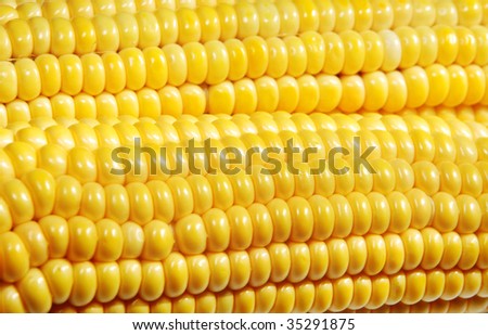 close-up of yellow maize grain