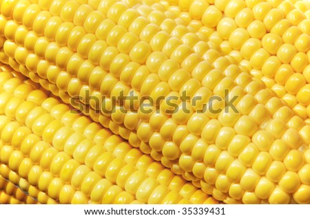 close-up of yellow maize grain