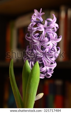 Purple flower in front of bookshelf