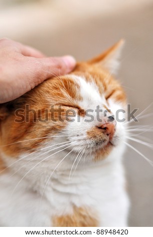 Hand cuddling red cat