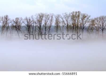 trees in the mist over the river