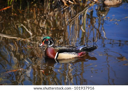 Male Wood Duck or Carolina Duck (Aix sponsa) is a species of duck found in North America. It is one of the most colorful of North American waterfowl.