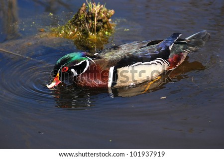 Male Wood Duck or Carolina Duck (Aix sponsa) is a species of duck found in North America. It is one of the most colorful of North American waterfowl.