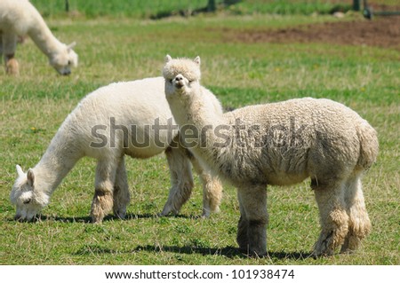  - stock-photo-an-alpaca-vicugna-pacos-is-a-domesticated-species-of-south-american-camelid-it-resembles-a-small-101938474