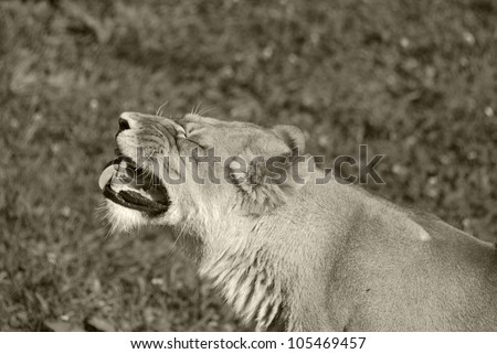 The lion is one of the 4 big cats in the genus Panthera, and a member of the family Felidae. With some males exceeding 250 kg in weight, it is the second-largest living cat after the tiger.