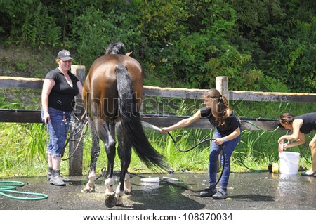 BROMONT-CANADA JULY 21: Unknown riders wash his horse during 2012, INTERNATIONAL BROMONT on July 21, 2012 At the Equestrian 1976 Montreal Olympic Park.