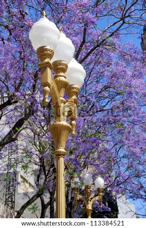 Street lantern in front Jacaranda tree, Buenos Aires, Argentina