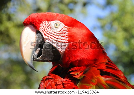 The Scarlet Macaw is a large, red, yellow and blue South American parrot, a member of a large group of Neotropical parrots called macaws. It is native to humid evergreen forests of South America.