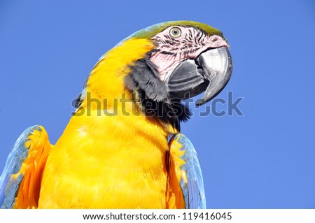The Blue-and-Yellow Macaw, also known as the Blue-and-Gold Macaw, is a large blue (top parts) and yellow South American parrot, a member of the large group of Neotropical parrots known as macaws