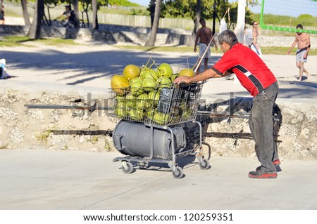 MIAMI FLORIDA USA-OCT 31: Man carries coconuts after he pick on trees for to sale for live. On 10 30 2012 in Miami Florida USA. 34.8% Miami residents with income below the poverty level in 2009.