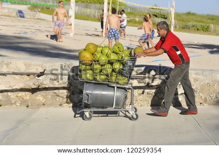 MIAMI FLORIDA USA-OCT 31: Man carries coconuts after he pick on trees for to sale for live. On 10 30 2012 in Miami Florida USA. 34.8% Miami residents with income below the poverty level in 2009.