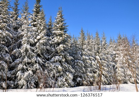 Snowy forest eastern township Quebec, canada