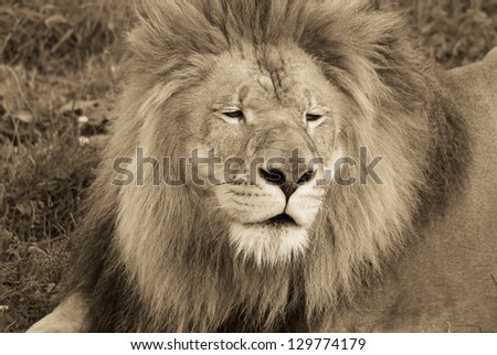 Sepia male African Lion (Panthera leo) in Africa, one of the big five of wildlife.