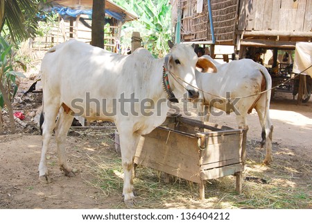 The skinny white cows and oxen we saw all over Cambodia are known as Zebu, also known as  Brahmin.