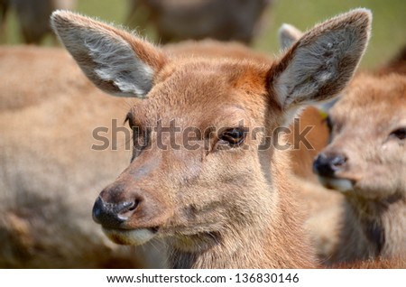 New Zealand red deer, Red deer are ruminants, characterized by an even number of toes, and a four-chambered stomach.