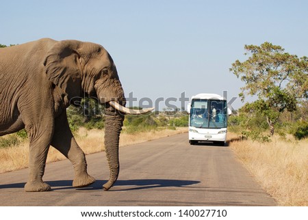 KRUGER PARK SOUTH AFRICA MAY 15: Elephant crossing a road in front a tourist bus on may 15 2007 in Kruger South Africa. Some 500 people are killed by elephant attacks each year.