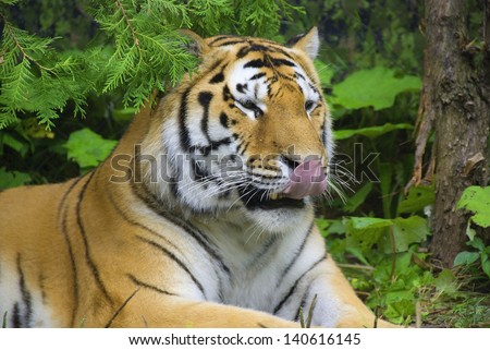 Tiger close up: The tiger (Panthera tigris) is the largest cat species. It is the third largest land carnivore (behind only the polar bear and the brown bear).
