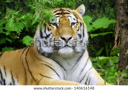 Tiger close up: The tiger (Panthera tigris) is the largest cat species. It is the third largest land carnivore (behind only the polar bear and the brown bear).