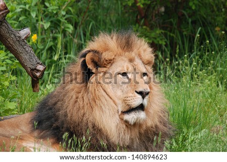 Male lion: Highly distinctive, the male lion is easily recognized by its mane, and its face is one of the most widely recognized animal symbols in human culture.