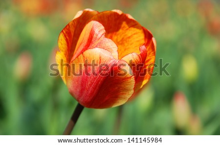 Yellow/red tulips. The tulip is a perennial, bulbous plant with showy flowers in the genus Tulipa, of which up to 109 species.