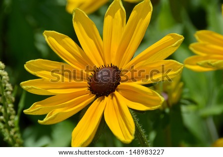 Rudbeckia. The species are commonly called coneflowers and black-eyed-susans; all are native to North America and many species are cultivated in gardens for their showy yellow or gold flower heads.