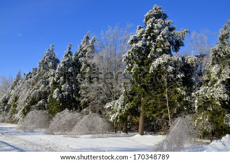 Winter landscape after ice storm